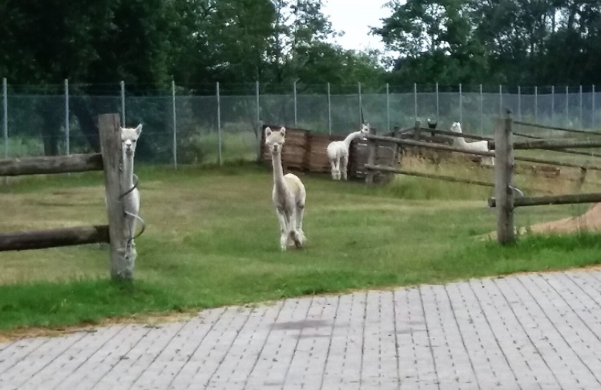 Alpaki w gminie Sławno