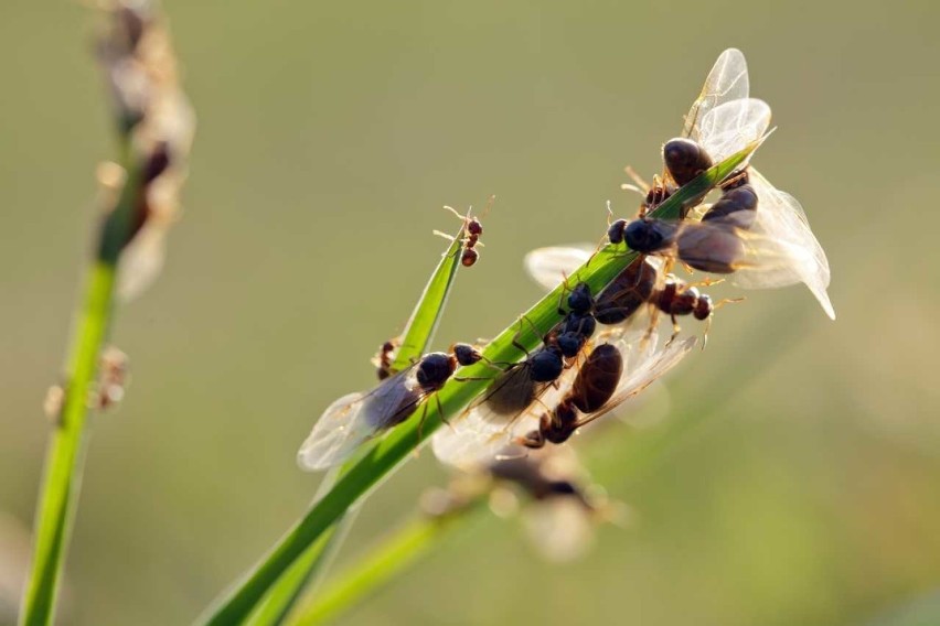 Latające mrówki