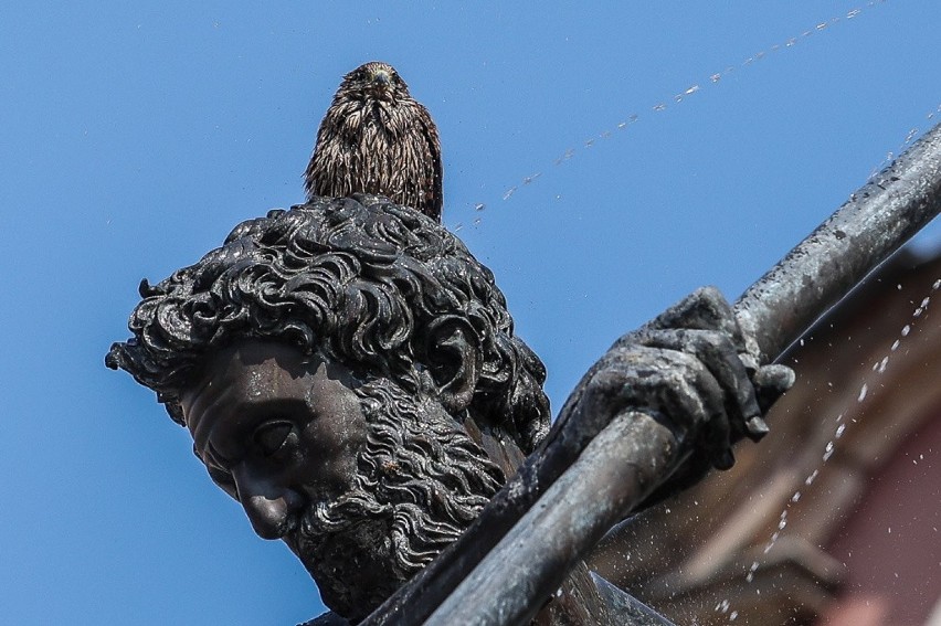 Gdańsk. Upały dają się we znaki także ptakom. Pewien skrzydlaty jegomość zażywał kąpieli w fontannie Neptuna. Znacie ten gatunek?