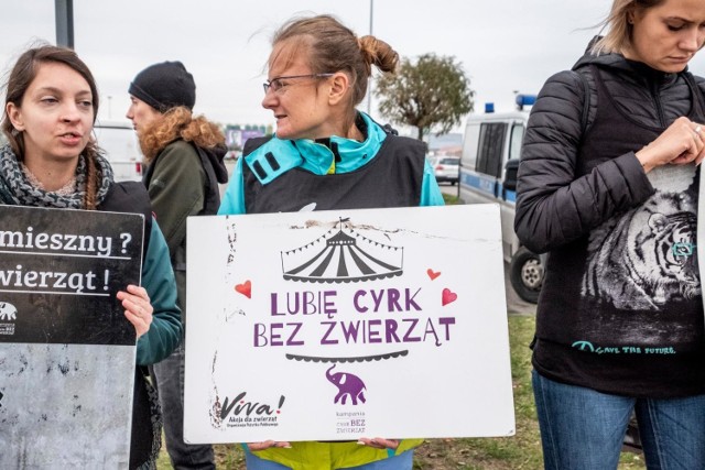 W całej Polsce pojawiają się apele o cyrki bez zwierząt. Tu protest w Poznaniu