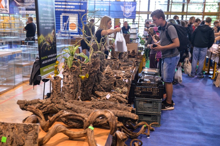 Exotica Gdynia za nami. Egzotyczna fauna zachwyciła [ZDJĘCIA]