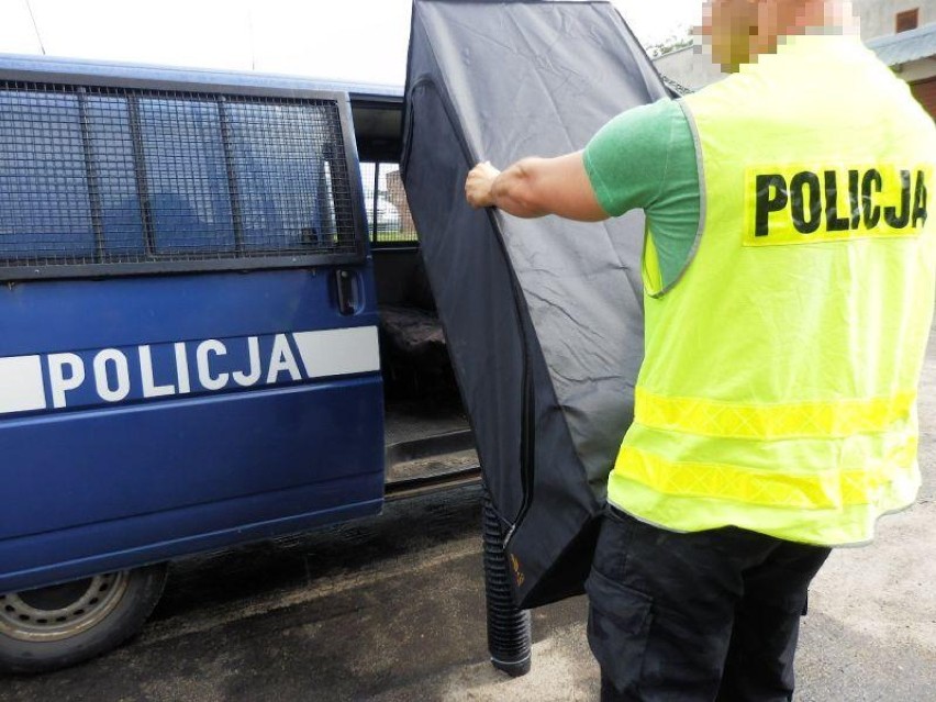 Policjanci w Sandomierzu ujawnili plantację narkotyków