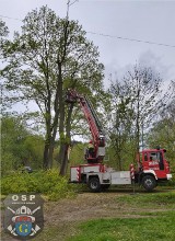 Potężny konar drzewa zmiażdżył samochód w Głuszycy. Uważajcie, gdzie parkujecie