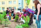 Posadzą drzewka na Grunwaldzie