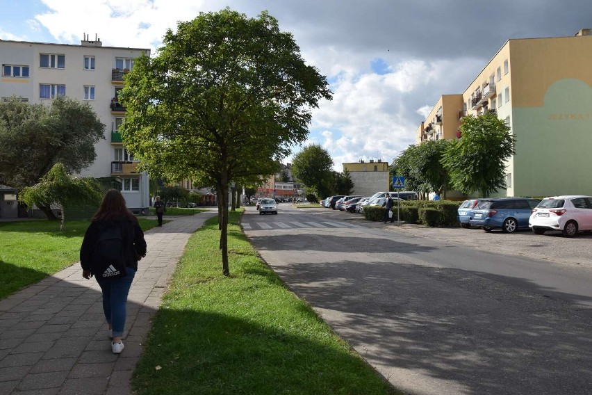 Ulica Jeżyka ma przejść przebudowę. Co z rosnącymi przy niej...