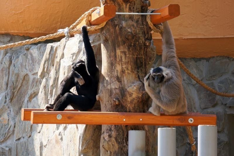 Wrocławskie zoo ma nowych mieszkańców - to gibony