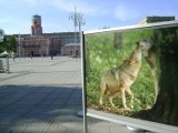 Dzikie zwierzęta na placu Biegańskiego. Wystawa "W plecaku z Naturą"