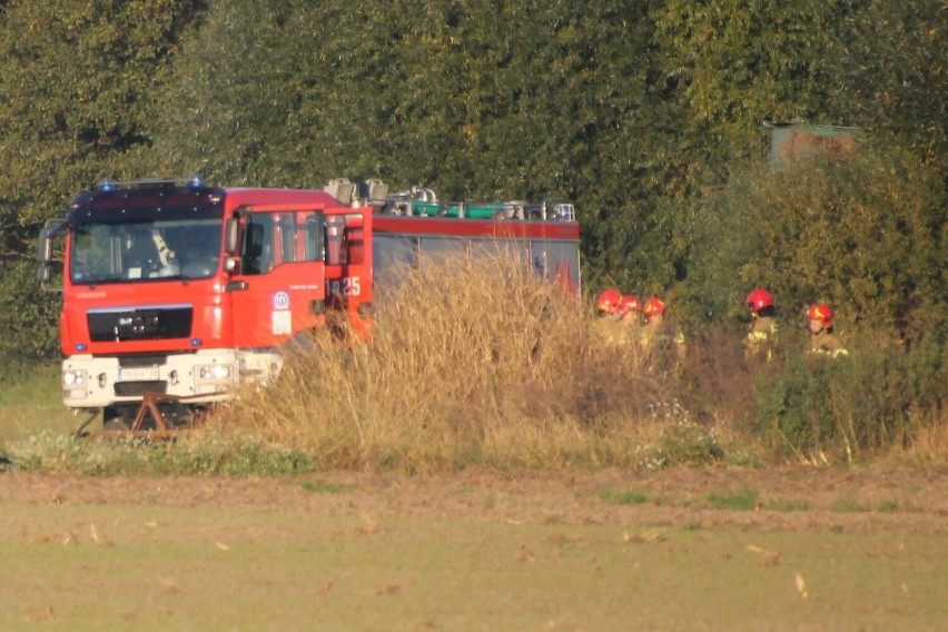 Pożar pozostałości roślinnych w Lutogniewie [ZDJĘCIA]                