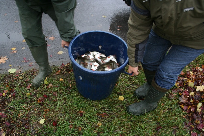 Będzin: Do rzeki Czarnej Przemszy wypuszczono 150 kilogramów ryb