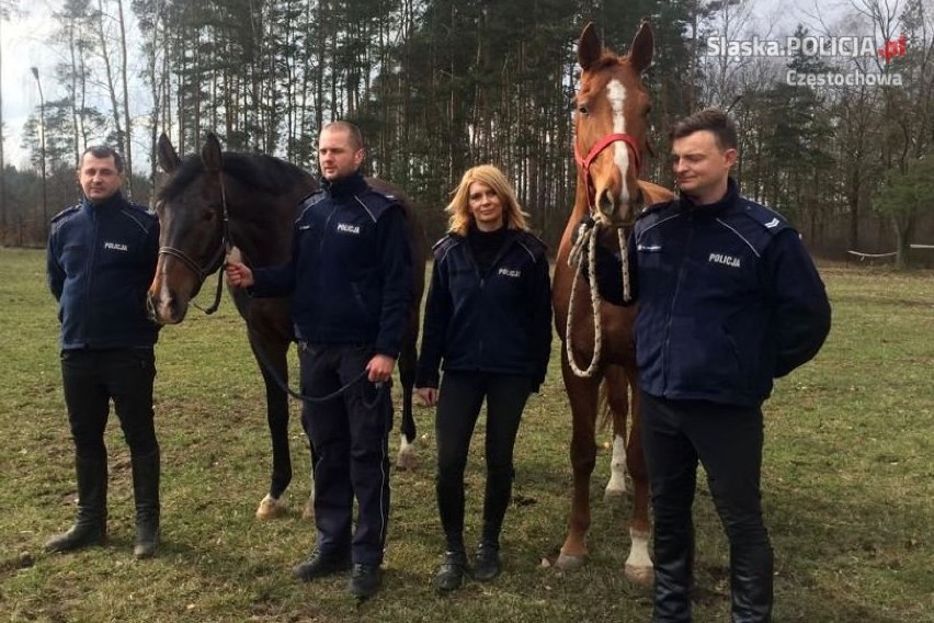 Częstochowa: Nowe konie dołączyły do Zespołu Konnego Komendy Miejskiej Policji [ZDJĘCIA]