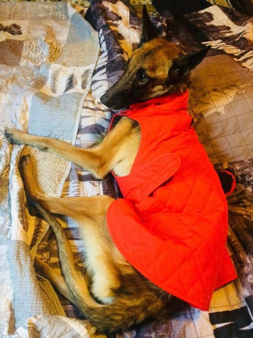 Szczecinka błyskawicznie wróciła do zdrowia i jest gotowa do adopcji. Niezwykła historia psa z Gdyni 