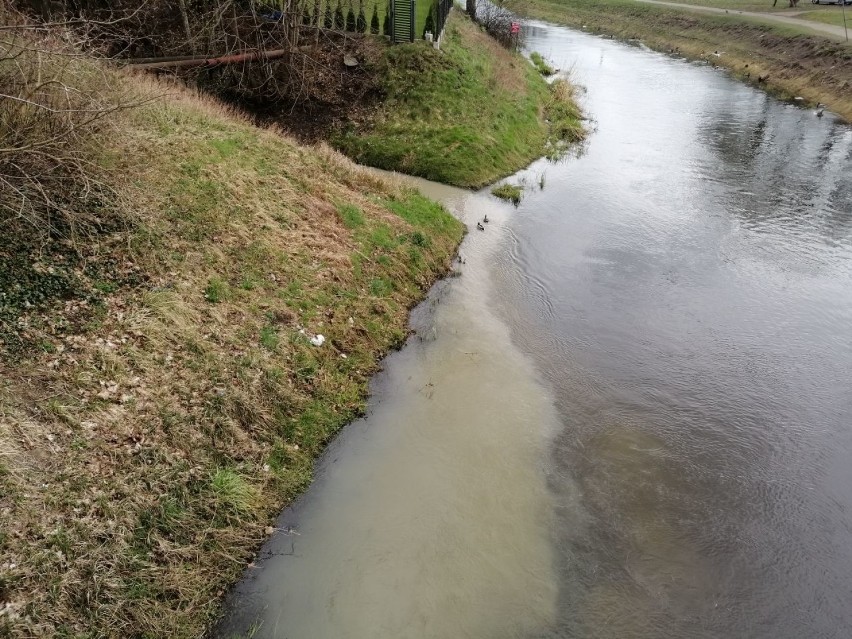 Co płynęło Strugą Goleniowską? Woda jak kawa z mlekiem