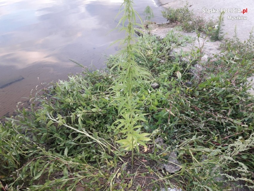 Myszkowscy policjanci zlikwidowali plantację marihuany FOTO