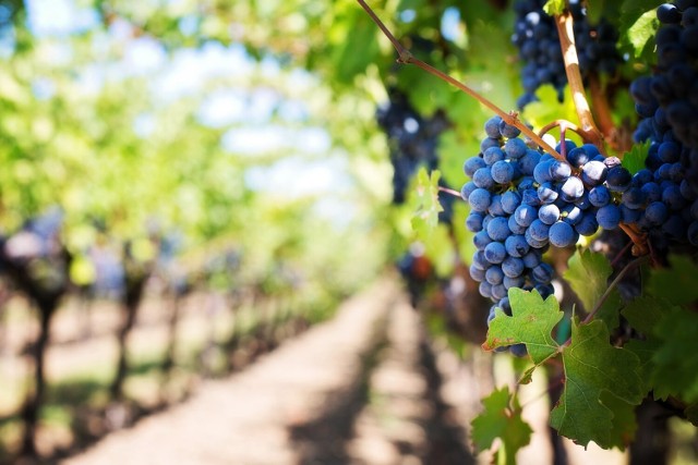 Dojrzałe winogrona z winnicy w Kowarach można będzie zrywać i zjadać.