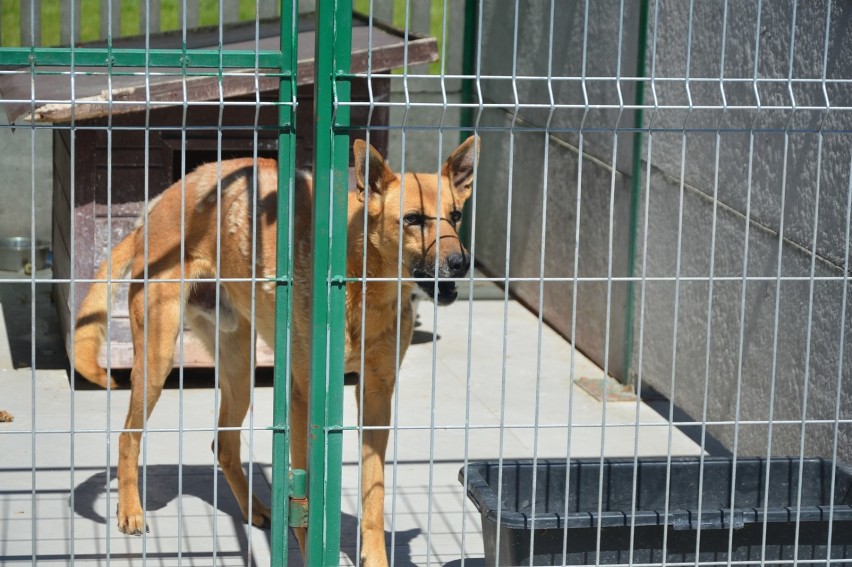 Bełchatów. Czy wakacje to dobry moment na adopcję psa ze schroniska?