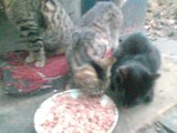 Działkowe koty zaopatrzone w karmę