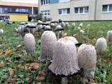 Wysyp grzybów w centrum Goleniowa. Są jadalne, ale...