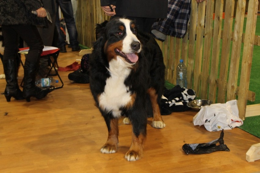 Głogów: Drugi dzień psiej wystawy (Foto)