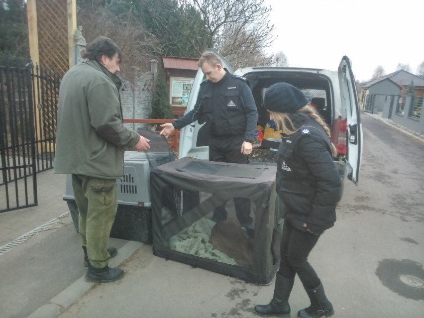 Oświęcim. Uratowali ranną i wycieńczoną sarenkę