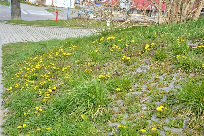 Malbork. Kwiatów w mieście pełno, chociaż kwiecień plecień może zaskoczyć niezbyt przyjemną pogodą. Zobaczcie jak wygląda wiosna