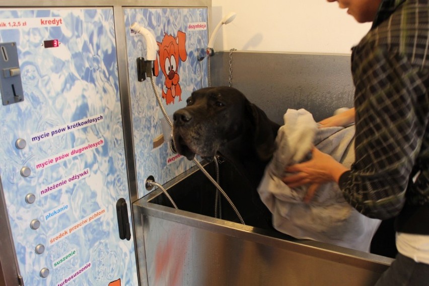Puppyland - samoobsługowa myjnia dla psów w Poznaniu