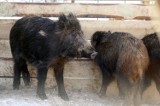 Afrykański pomór świń w Gdyni. Miejska populacja dzika zostanie zlikwidowana