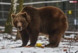 Bieszczady. Szukał poroży. Zaatakował go niedźwiedź