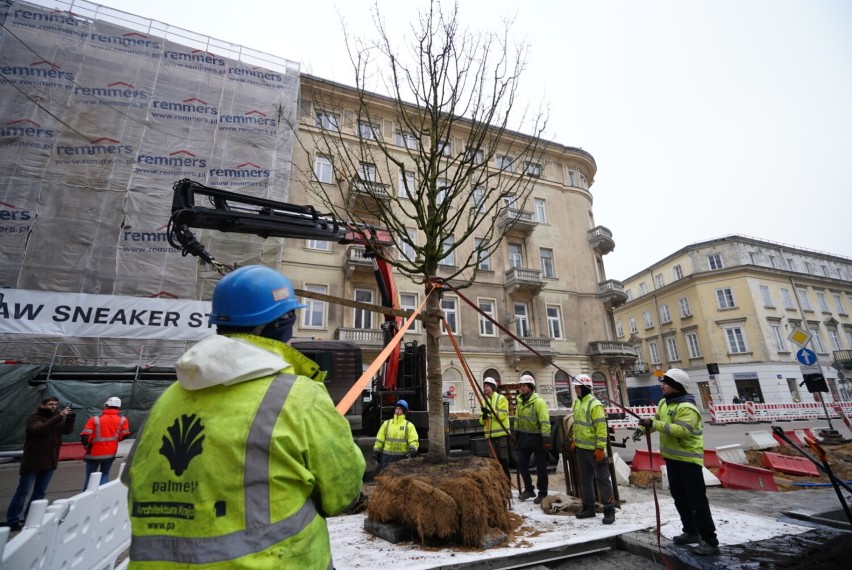 Plac pięciu rogów upiększą 22 klony. Pierwsze drzewa już...