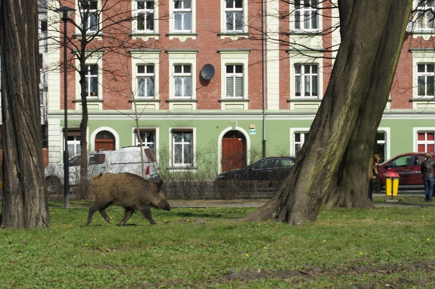 Gliwice: Kilka godzin trwało łapanie dzika, który biegał po ul. Bernardyńskiej