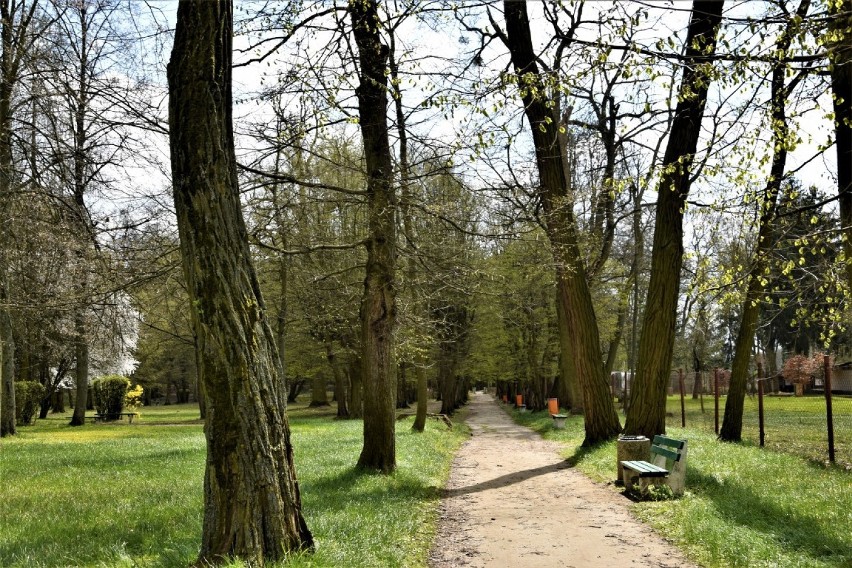 Park Miejski w Zbąszyniu. Tutaj drzewa, nie wyszumiały całej melodii