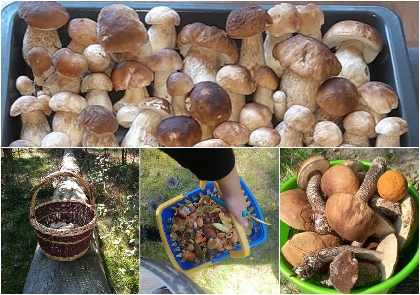 Wysyp grzybów w lasach koło Głogowa. Czytelnicy dzielą się zdjęciami swoich zbiorów! Trwa grzybowe szaleństwo!