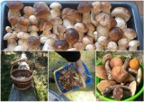 Wysyp grzybów w lasach koło Głogowa. Czytelnicy dzielą się zdjęciami swoich zbiorów! Trwa grzybowe szaleństwo!