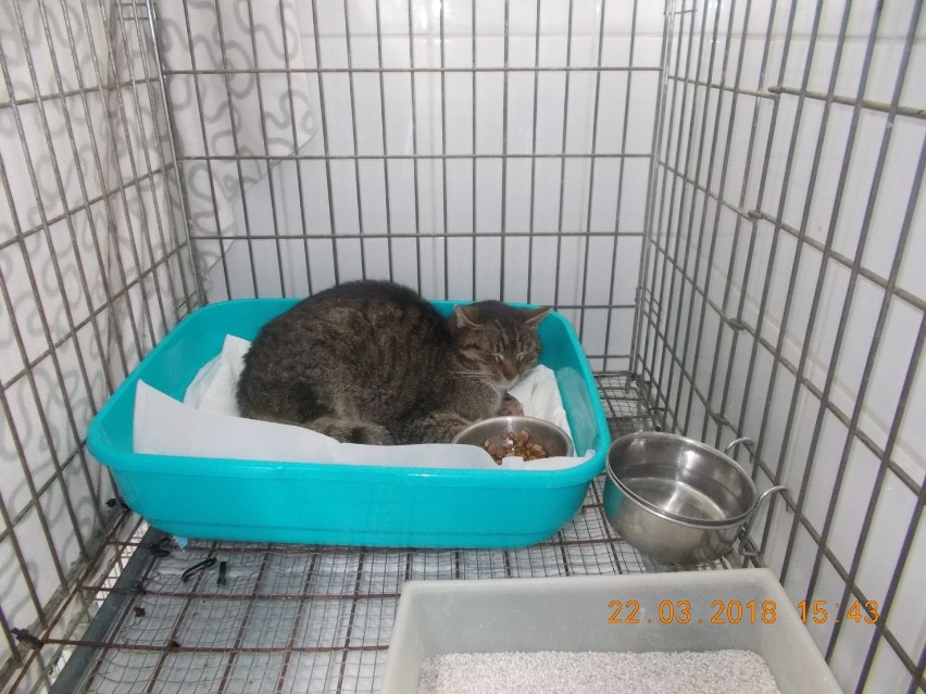 W marcu jednej z wolontariuszek TOZ w Opolu udało się uratować kota, który wisiał w studzience kanalizacyjnej za przymarzniętą, pokrytą lodem łapkę