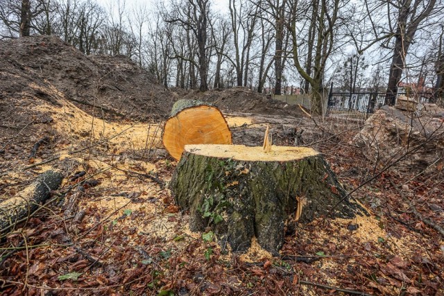 Z terenu dawnego Parku Steffensów w Gdańsku, w miejscu w którym w przyszłości ma powstać akademik i niewielki biurowiec, wycięto 10 drzew