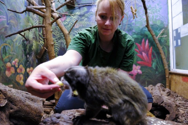 Karmienie w zoo zaczyna się na długo przed jego otwarciem. Już od 7 rano pierwsi pracownicy przygotowują posiłki dla zwierząt. Niektóre gatunki zadowolą się po prostu pokrojonymi owocami, ale są też drapieżniki, które wymagają wykwintniejszych potraw. 