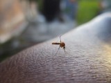Inwazja komarów w Oleśnicy. Będzie kolejny oprysk? 