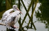 Nowe Zoo w Poznaniu: Przed zimą odłowili pelikany [WIDEO]