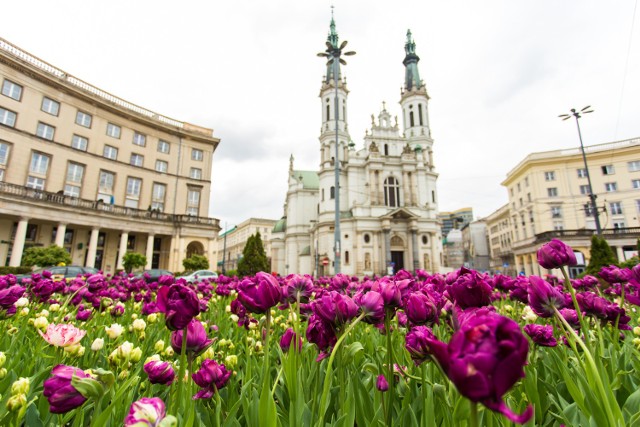 Warszawa wiosną. Na ulicach rozkwitły tysiące kolorowych kwiatów [ZDJĘCIA]