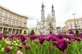 Warszawa wiosną. Na ulicach rozkwitły tysiące kolorowych kwiatów [ZDJĘCIA]