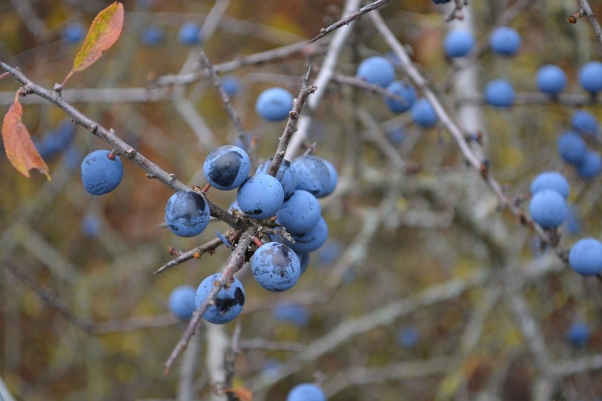 Śliwa tarnina lub tarka (Prunus spinosa) jest krzewem...