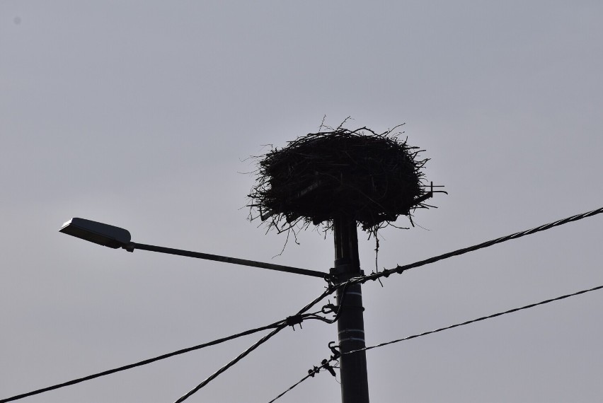 Bocianie gniazda w Kołdowie koło Człuchowa powoli się zapełniają. To znak, że przyszła wiosna!  ZDJĘCIA