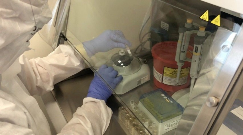 Laboratorium bada wymazy pod kątem koronawirusa