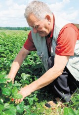 Rekordowe ceny truskawek z gruntu