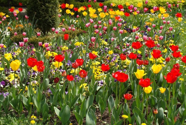 Zobacz, jakie kwiaty kwitną w maju. Przejdź do kolejnych zdjęć, użyj strzałki lub przycisku NASTĘPNE.