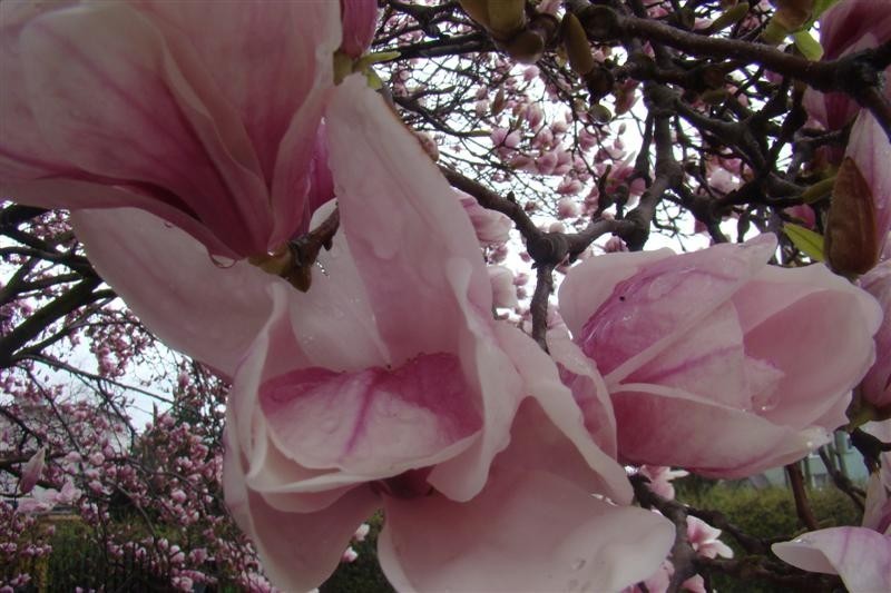 Ale magnolia!
