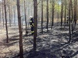 Gmina Chocz. Kolejny pożar lasu w miejscowości Józefów. W akcji sześć jednostek straży pożarnej