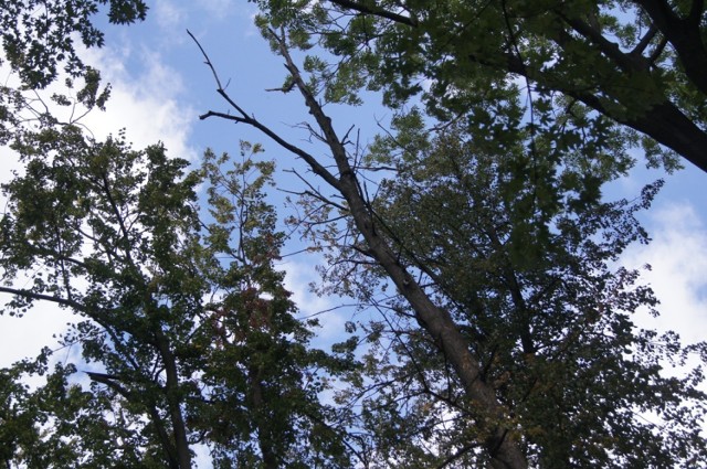 Drzewa w Parku Świętojańskim w Radomsku zagrażają bezpieczeństwu