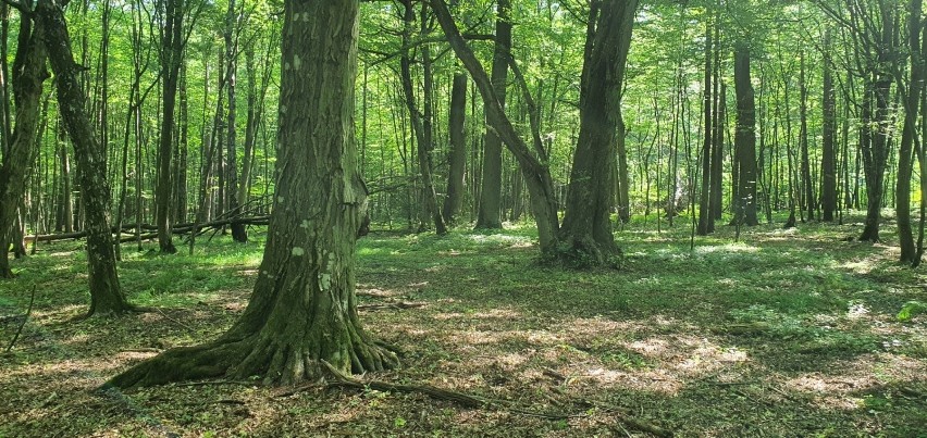 W lasach Nadleśnictwa Kolbudy rośnie około 125 tysięcy drzew...