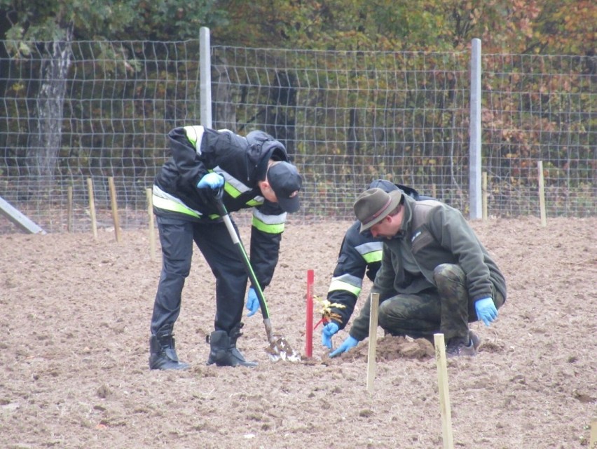 Leśnictwo Krakowiany