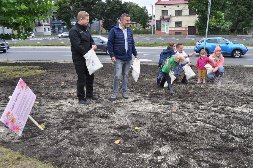 Nowa łąka kwietna na Rynku Wieluńskim w Częstochowie. Powstała dzięki firmie Almette